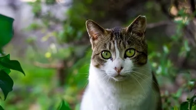 길들일 수 없는 동물 고양이
