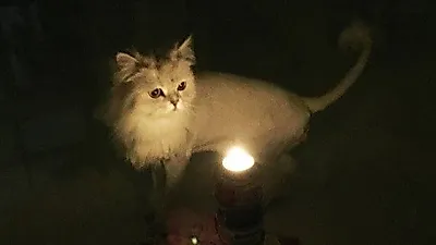 구하라 반려묘 차차, 생일 축하합니다