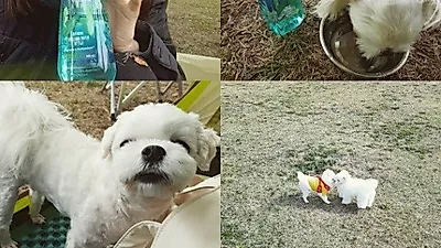 한고은, 반려견과 함께 평화로운 나들이 '미모 여전'