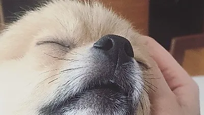 임수향 반려견 '아키', 인형 같은 자태