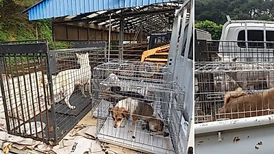 마취 없이 고통사 시킨 '고성유기견보호소', 감사 들어가