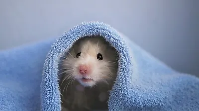 반려동물 햄스터 목욕 방법