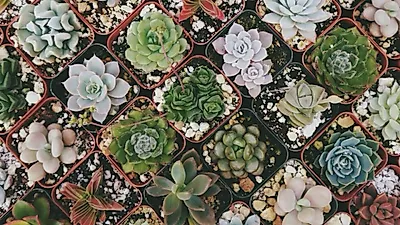 겨울철 자연 공기청정기, '다육식물'