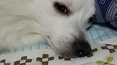 하시은 반려견, 노곤노곤 피로 가득한 눈빛