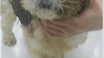 애견호텔에 맡겨진 시츄, 관리 소홀로 한쪽 눈 적출