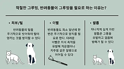 가끔 양치만 해주나요? 반려동물 ‘그루밍’ 선택 아닌 필수
