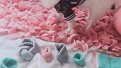 큐리 반려견, 밥풀이도 좋아하는 '킁킁담요'