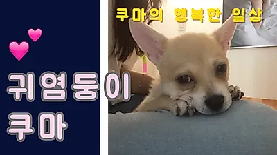 [팸 TV] 천방지축 쿠마네 13편