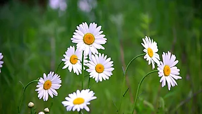 비장과 위를 따뜻하게 하는 '구절초 차', 해독과 진통 효과도 있다