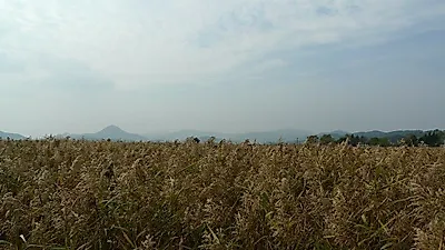 [1박2일국내여행] 자연이 살아 숨쉬는 순천만습지, 순천 가볼만한곳 BEST