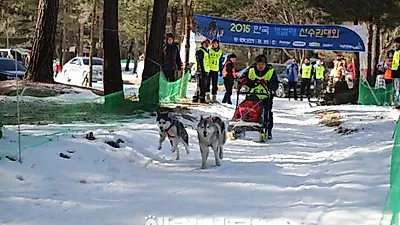 2015 한국 개썰매 선수권대회, 강원도 평창에서 막을 올려..