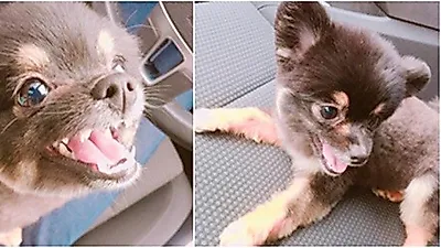 애프터스쿨 리지, 반려견에 각별한 애정 "사랑해 귀염둥이"