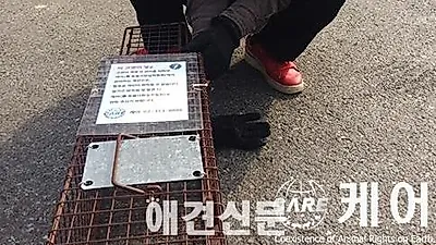 [동물구조사연] 벽속에 갇힌 길냥이를 구하라!