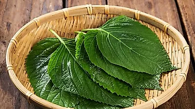 [빈혈에 좋은 음식] 깻잎 효능,  깻잎김치·깻잎 양념장·깻잎 장아찌 만드는 법은?