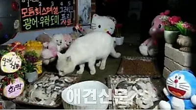 먹방의 새로운 신드롬!! 길고양이 먹방~