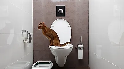 고양이 위장은 민감하다? 고양이가 걸릴 수 있는 소화기 질환