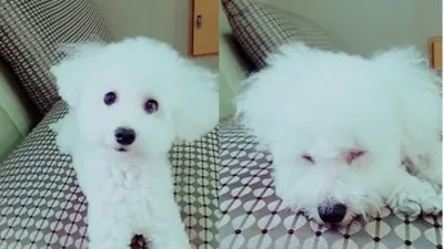 서유나 애완견, 멀뚱멀뚱한 표정으로 카메라 응시 '인형 인줄'