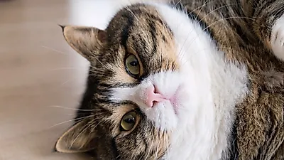 고양이 당뇨, 정확한 원인은?