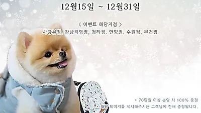 포메라니안 비숑프리제 강아지분양 애견샵 베이비몽 크리스마스 특별이벤트