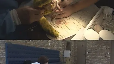 '동물농장', 고양이공장 충격적 실태 취재