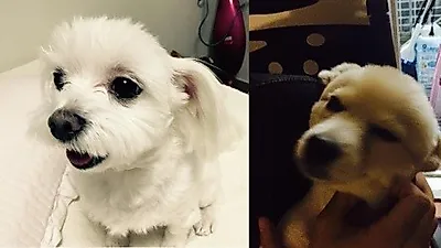 MC그리, 미모의 애완견들과 '찰칵'