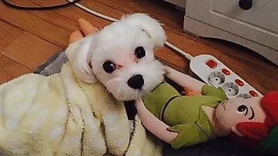 샤넌 반려견, 인형들 틈에서 '인형인 줄'