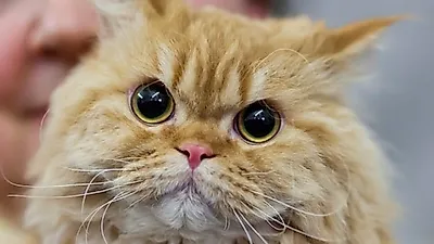 고양이 쇼, 뉴질랜드 처치에서 성황리에 개최