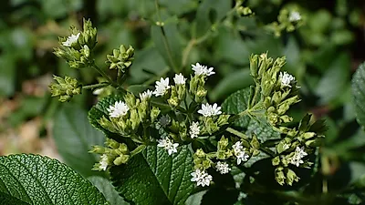 설탕 대체제로 주목 받고 있는 '스테비아(stevia)'의 효능