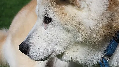 고령 반려견, 특별한 식단 필요할까?