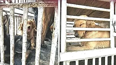 도살 직전 '죽음의 시장'서 구조된 리트리버…끝내 안도의 눈물 보여