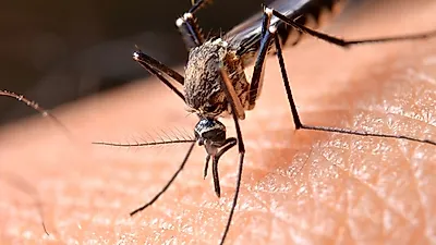 여름밤 불청객 모기, 천연 모기기피제 만드는 법은?