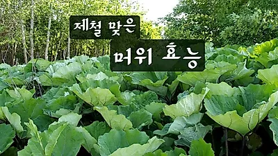 입맛 없는 봄 '머위나물' 다양한 효능으로 건강 챙길 수 있어