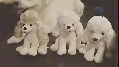 홍수아 반려견, 인형들 사이에 숨어 숨바꼭질