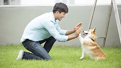 반려견 '앞 발 인사' 훈련법