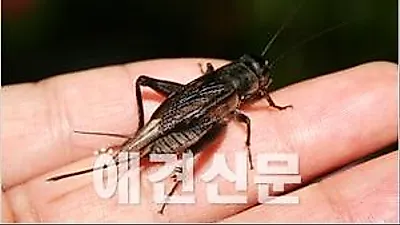 농진청, "귀뚜라미 기르기가 노인들 우울증 낮춘다"