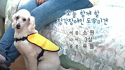 청각장애인을 몸소 도와주는 '보청견'…"너의 귀가 되어줄개!"