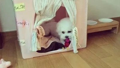 서인영 반려견, 핑크색 알록달록 집에서 "두 얼굴의푸딩"