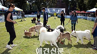 [포토]잔디 위에서 신난 견공들, 내추럴발란스 가을운동회잔디
