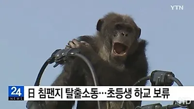 日 침팬지 탈출 소동...2시간 만에 포획