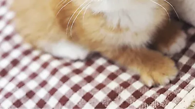 고양이 전문 분양샵 ‘가필드고양이’ 합리적인 분양가 이벤트 제공