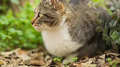 길고양이를 위한 TNR 제도