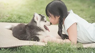 촌충에 감염된 강아지, 꼭 안아주면 위험하다?
