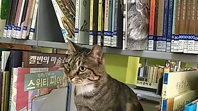 동물보호시민단체 카라, 킁킁도서관 책을 채워주세요
