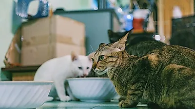 “탈수증 위험” 고양이 물 먹이는 꿀팁