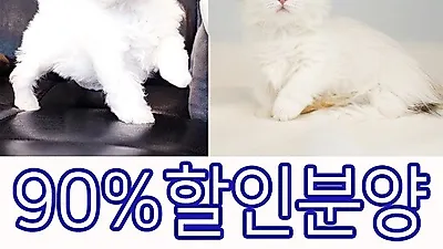 광주강아지분양 1위 펫빌리지, 할인분양 및 무료분양 이벤트 진행