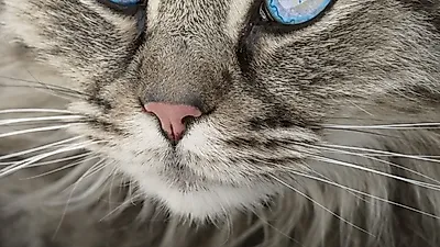 자꾸만 눈 비비는 고양이, 각막염일까?