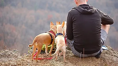 반려견과 하이킹, 준비물부터 챙기자