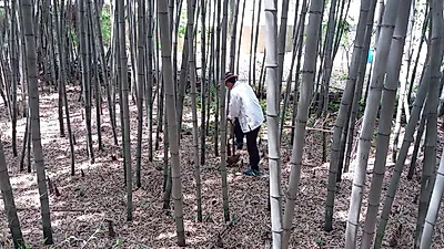 담양 대나무밭 농업, 세계중요농업유산에 등재