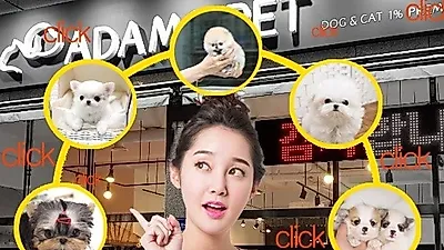 성남·분당·하남 강아지분양업체 '아담스펫 하남점' 신규오픈 이벤트를 실시해