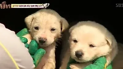 'TV 동물농장' 생김새 다른 강아지 5남매 '진짜 아빠개는?'